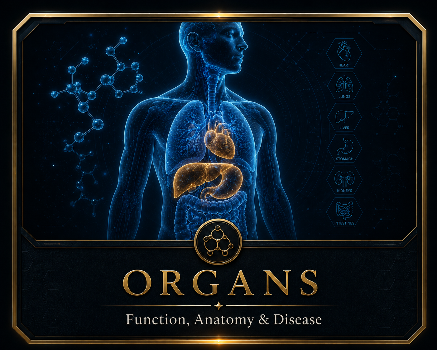 Anatomy