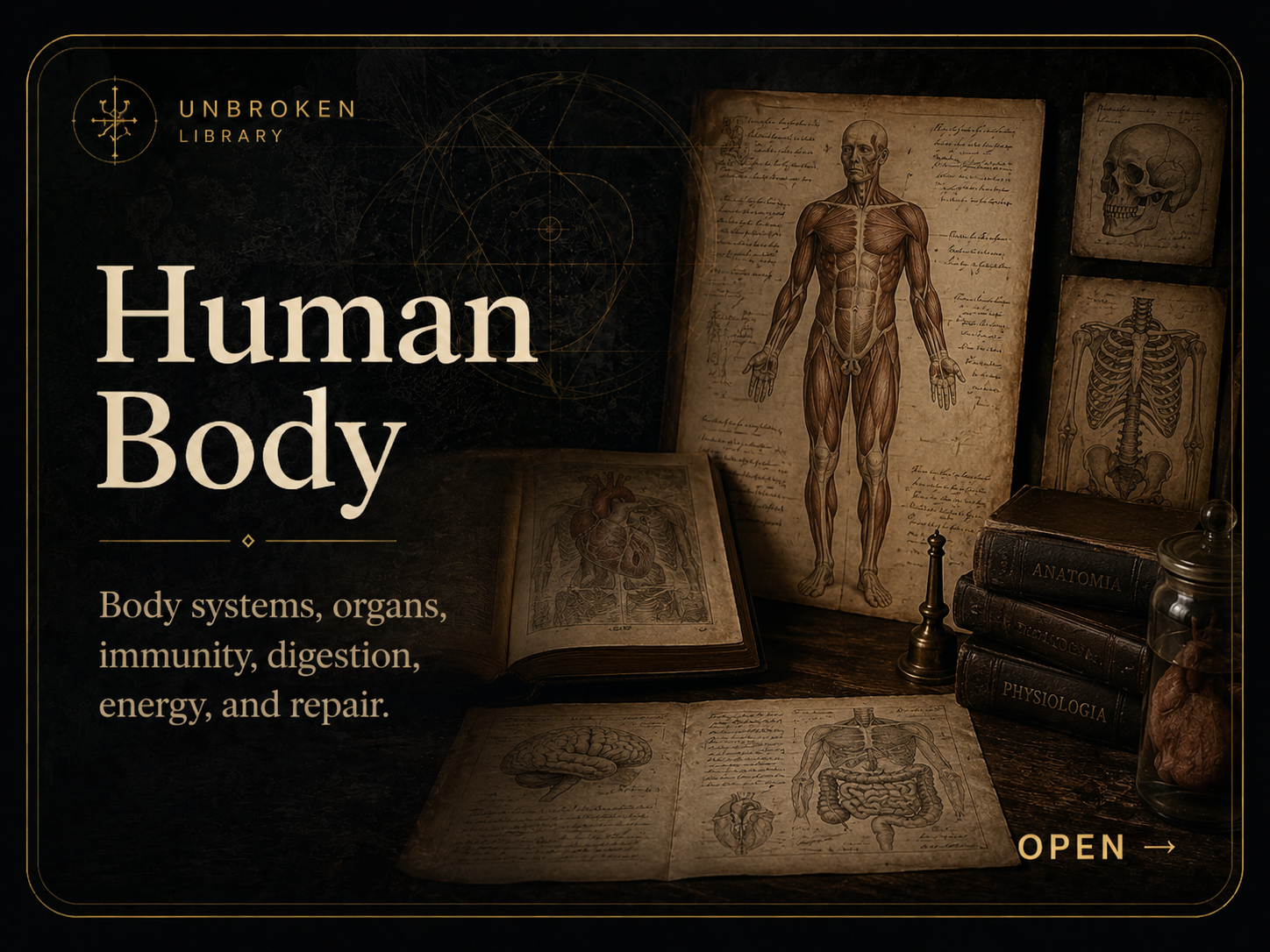 Human Body