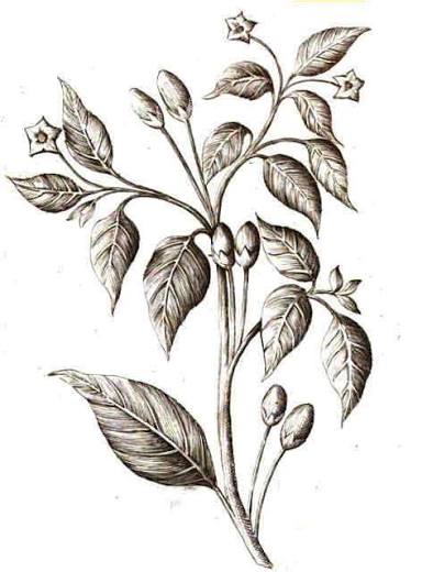 Cayenne pepper botanical illustration