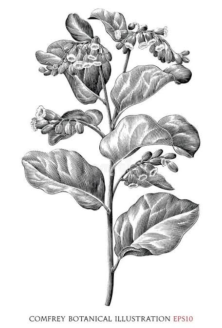 Comfrey botanical illustration