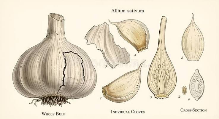 Garlic botanical illustration