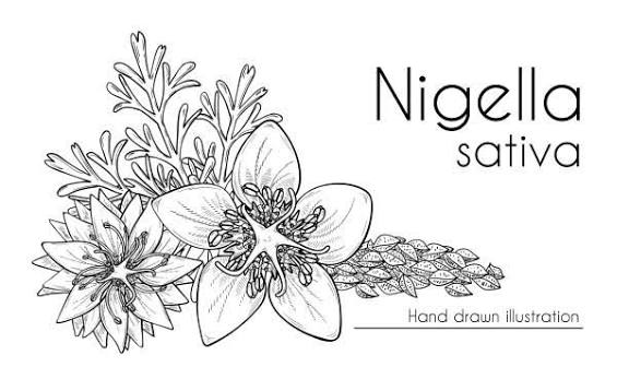 Nigella sativa black seed
